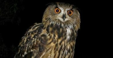 Búho en árbol: Majestuosidad y misterio en la naturaleza