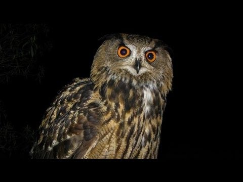 Búho en árbol: Majestuosidad y misterio en la naturaleza