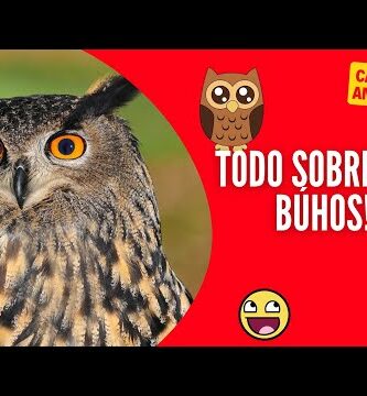 Búho Sentado: Todo sobre esta curiosa postura de las aves nocturnas