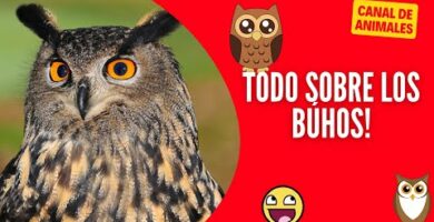 Búho Sentado: Todo sobre esta curiosa postura de las aves nocturnas