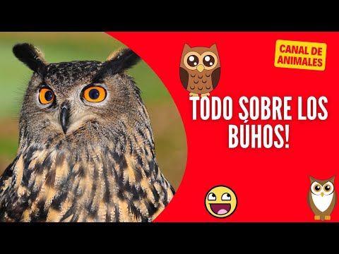 Búho Sentado: Todo sobre esta curiosa postura de las aves nocturnas