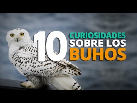 Orejas de búho: descubre su significado y curiosidades