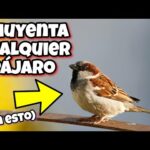 Buho ahuyentador de pájaros Leroy Merlin: la solución eficaz para proteger tus cultivos