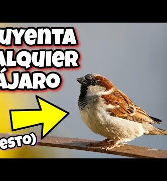 Buho ahuyentador de pájaros Leroy Merlin: la solución eficaz para proteger tus cultivos