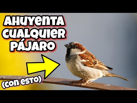 Buho ahuyentador de pájaros Leroy Merlin: la solución eficaz para proteger tus cultivos