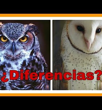 Lechuza vs Búho: Diferencias y características