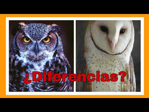 Lechuza vs Búho: Diferencias y características