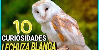 Búho de campanario: todo sobre esta fascinante especie