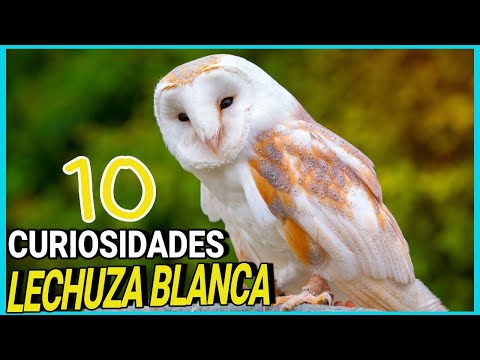 Búho de campanario: todo sobre esta fascinante especie