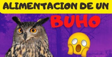 Búho Real: Alimentación y Cuidados