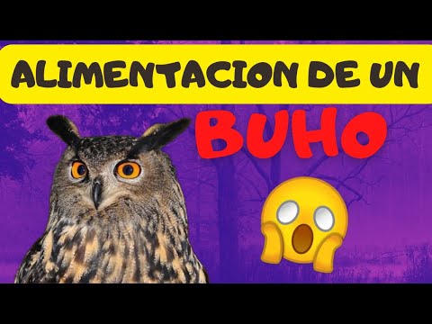 Búho Real: Alimentación y Cuidados