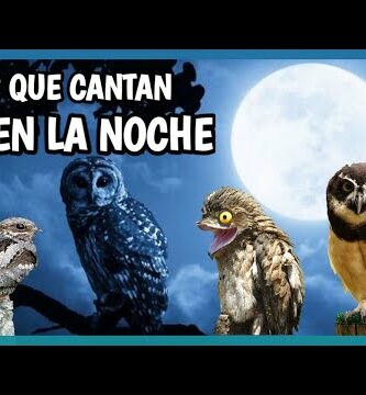 Canto del Búho Campestre: Descubre los secretos de esta especie nocturna