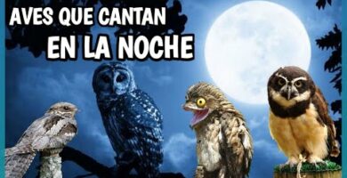 Canto del Búho Campestre: Descubre los secretos de esta especie nocturna