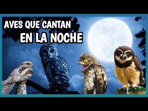 Canto del Búho Campestre: Descubre los secretos de esta especie nocturna