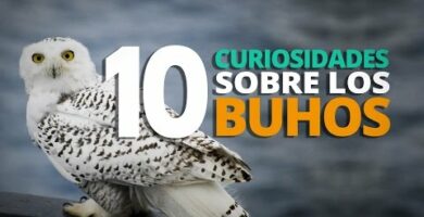 Búho de orejas cortas: Características y curiosidades del ave nocturna