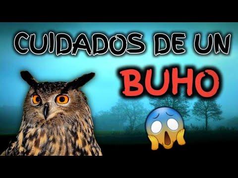 Búho Real Cría: Cuidados y Alimentación para su Desarrollo