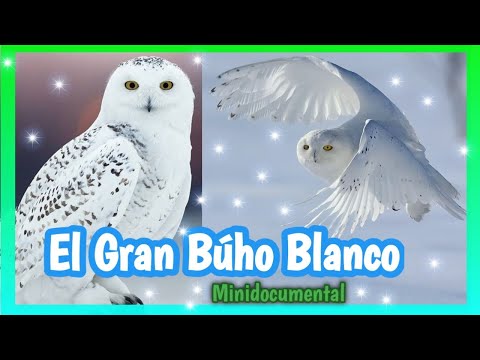 Búho de las nieves: Conoce todo sobre esta majestuosa especie