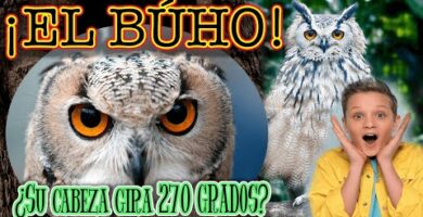 Búho Taito: Descubre la magia de estos cautivadores animales