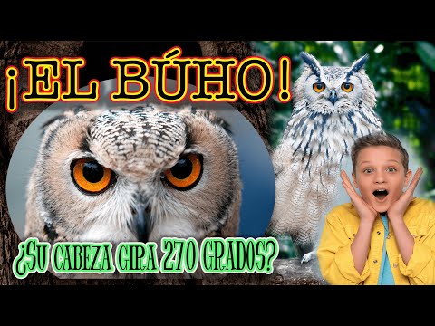 Búho Taito: Descubre la magia de estos cautivadores animales