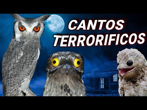 Búho Real Canto: Descubre los Sonidos Fascinantes de esta Especie