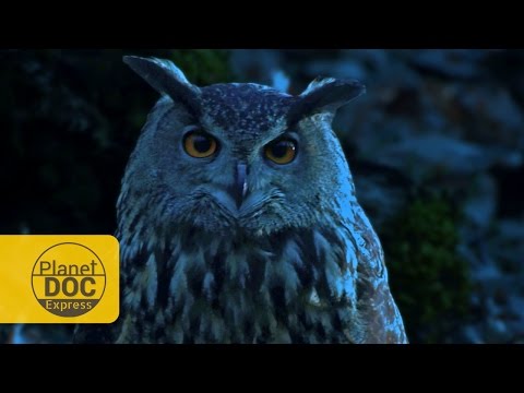 Búho Orejón: Todo sobre esta especie nocturna