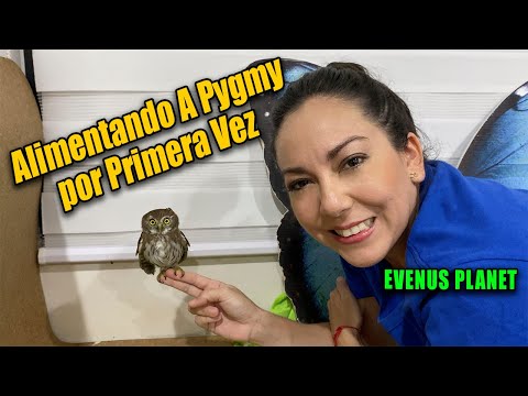 Búho Pigmeo: Descubre todo sobre esta pequeña pero fascinante especie