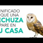 Descubre cómo ver una lechuza de noche: Guía completa