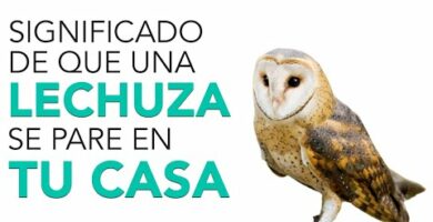 Descubre cómo ver una lechuza de noche: Guía completa