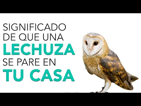 Descubre cómo ver una lechuza de noche: Guía completa