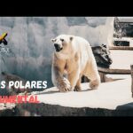 Descubre el fascinante mundo del búho polar en nuestro blog