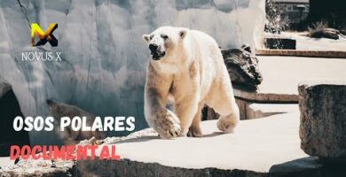 Descubre el fascinante mundo del búho polar en nuestro blog