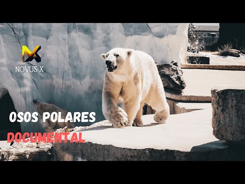 Descubre el fascinante mundo del búho polar en nuestro blog