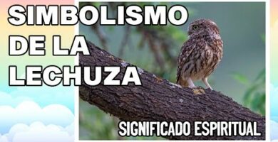 Lechuza con orejas: Descubre su fascinante belleza y misterio