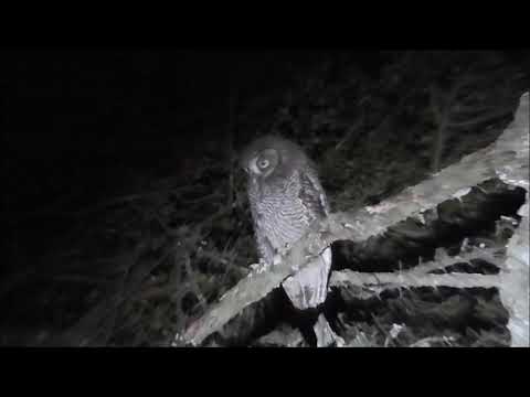 Búho Tamborcito: Encuentra el ritmo y la sabiduría en este adorable compañero