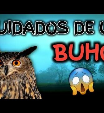 Búho recién nacido: todo lo que debes saber sobre su cuidado