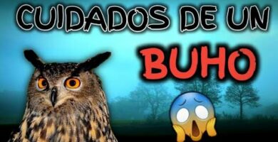 Búho recién nacido: todo lo que debes saber sobre su cuidado