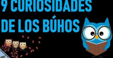 Descubre el misterio del búho parado: curiosidades y características