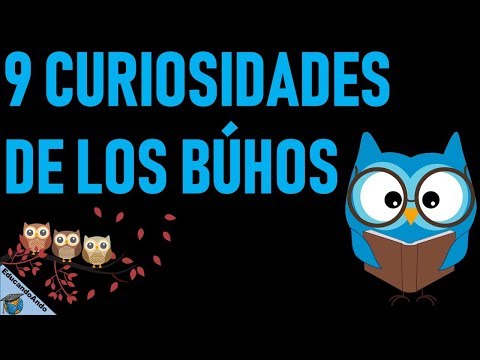 Descubre el misterio del búho parado: curiosidades y características