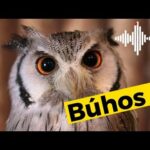 Descubre la fascinante vida de los búhos en nuestro blog