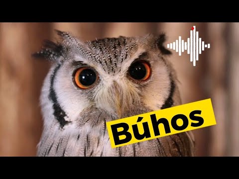 Descubre la fascinante vida de los búhos en nuestro blog