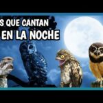 Búho lindo: Descubre la belleza de estas aves nocturnas