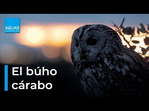 Canto Cárabo: Descubre los secretos de esta especie nocturna