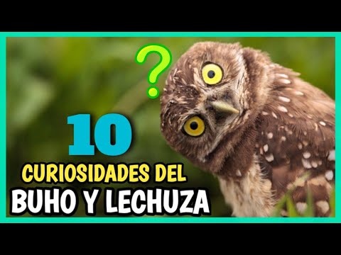 Búho tucuquere: características y curiosidades de esta ave nocturna