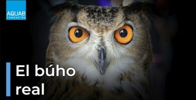 Búho Real: Todo sobre esta majestuosa ave nocturna