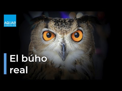 Búho Real: Todo sobre esta majestuosa ave nocturna