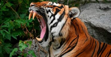 Descubre el majestuoso búho tigre: características y curiosidades