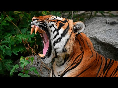 Descubre el majestuoso búho tigre: características y curiosidades