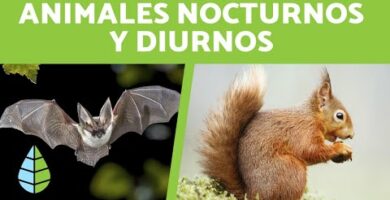 El búho duerme de noche: Descubre sus hábitos nocturnos