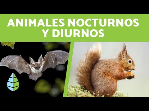 El búho duerme de noche: Descubre sus hábitos nocturnos