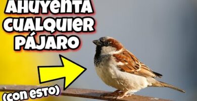 Búho espantapájaros Carrefour: la solución perfecta para ahuyentar aves